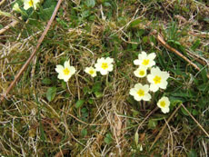 fleurs de printemps