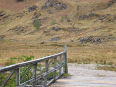 red deers
