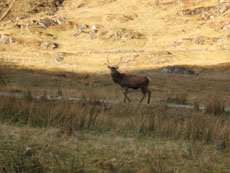 red deer