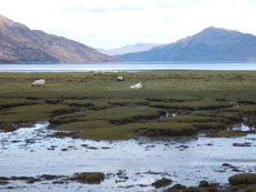 Barisdale Bay