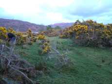 StrathCarron - Les genets du camp