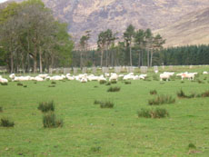 StrathCarron - Les moutons de la veille