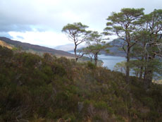 Loch Maree